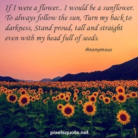 Beautiful Sunflower Quotes 1.