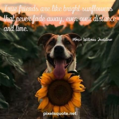 Beautiful Sunflower Quotes 3.