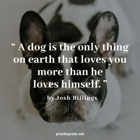 dog love sayings