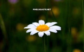 Daisy Quotes 1.