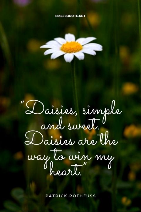 Daisies Are The Stars Of The Garden