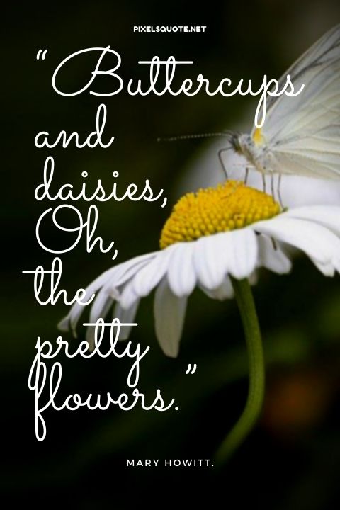 Daisies Are The Laughter Of The Earth