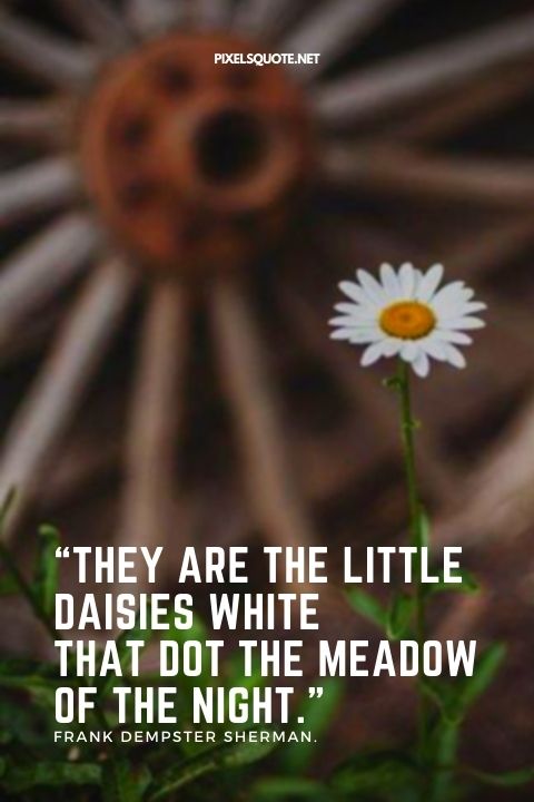 Daisy Quotes 5.