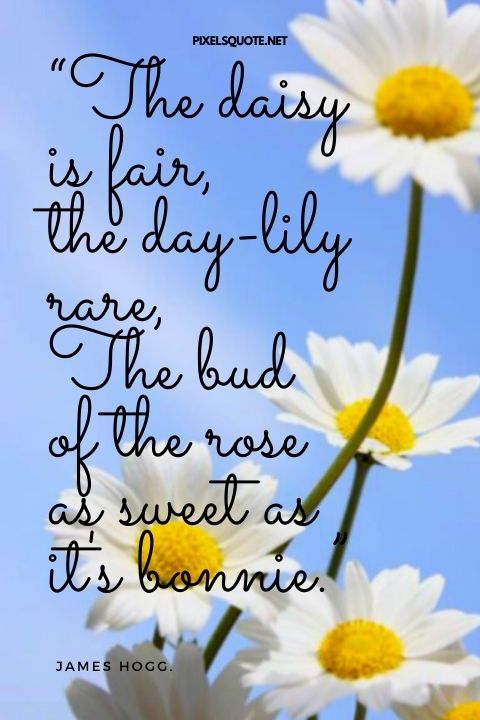 DAISY QUOTES: Beautiful flower | PixelsQuote.Net