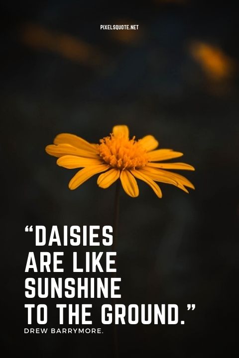 Daisies Are The Happy Tears Of Nature