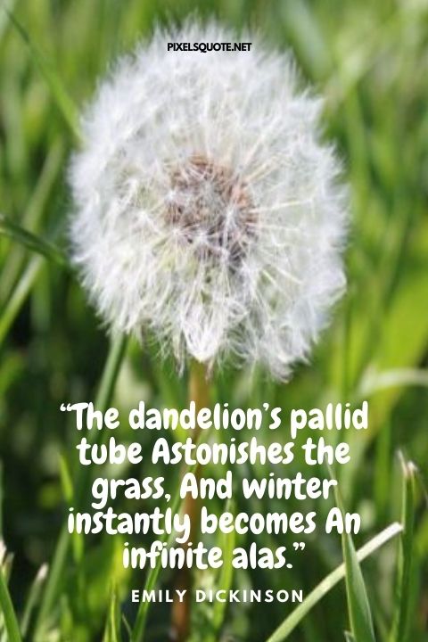 The dandelion’s pallid tube