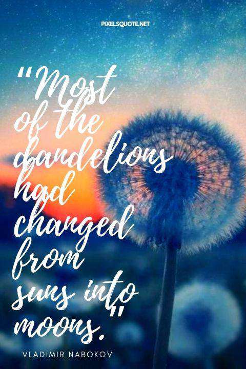 Most of the dandelions had changed