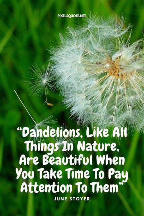 Dandelions Quotes 9.