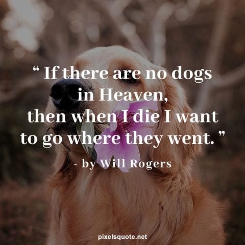 Dog death quotes.