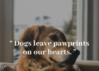 Dog love quotes.