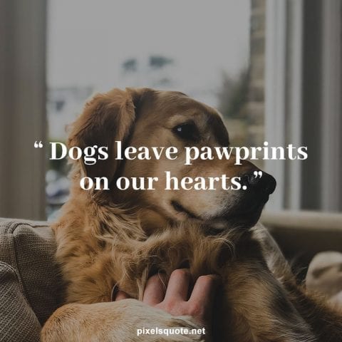 Dog love quotes.