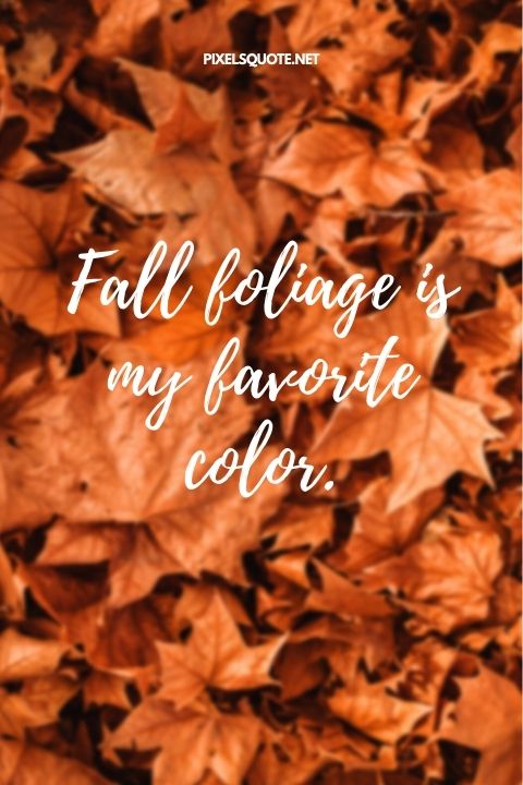 Fall foliage is my favorite color.