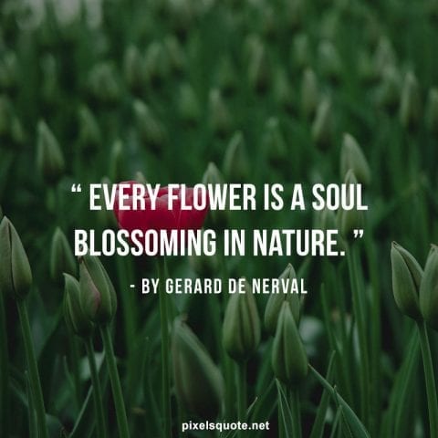 Flower blossoming quotes.