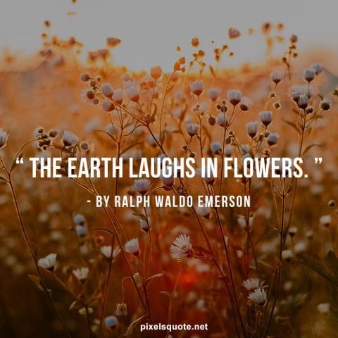 120 Flower Quotes Bring Spring To Freshen Your Day Pixelsquote Net