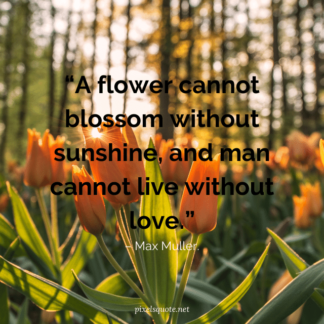 Garden Tulip Quotes an Poems.
