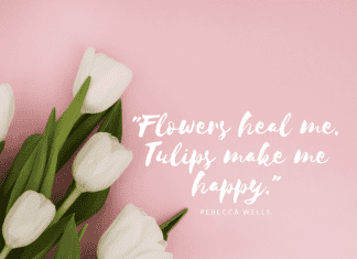 Happy Tulip Quotes.