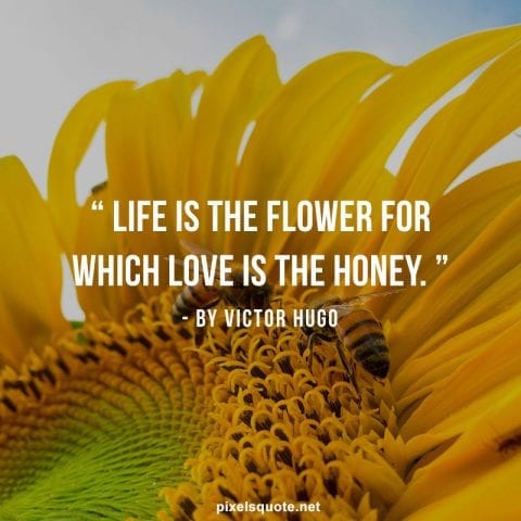 Life is the Flower.