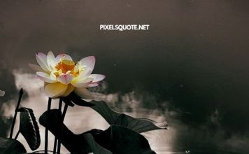 Lotus Quotes 1.