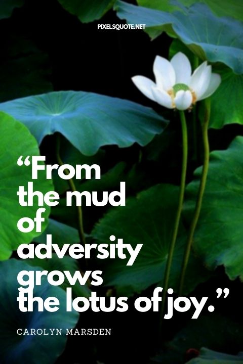 Lotus Quotes 4.