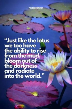 Lotus Quotes: Gives out a Strong message | PixelsQuote.Net