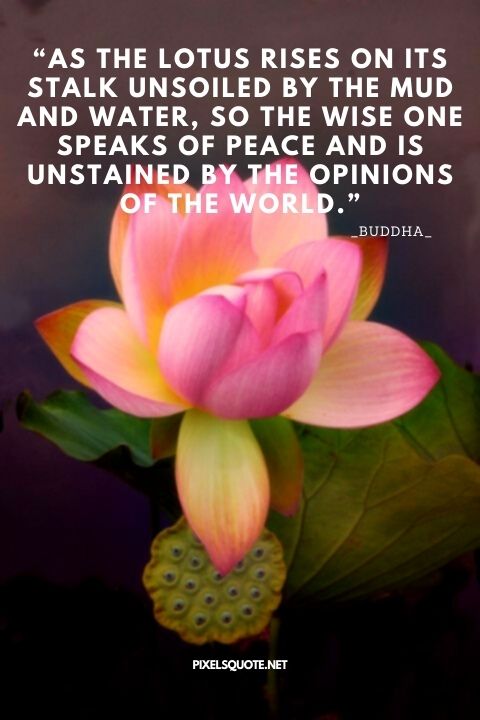 Beautiful Lotus Quotes