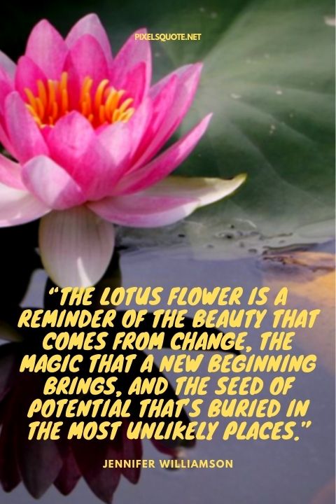 The lotus flower is a reminder of the beauty