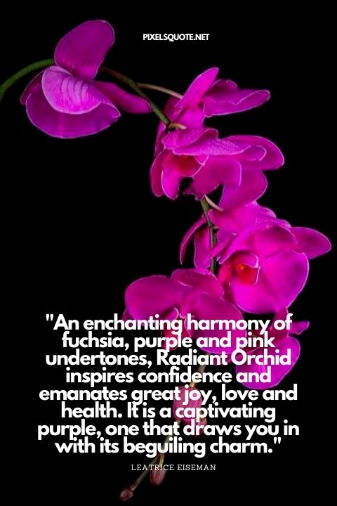 Beautiful Ochid Quotes.