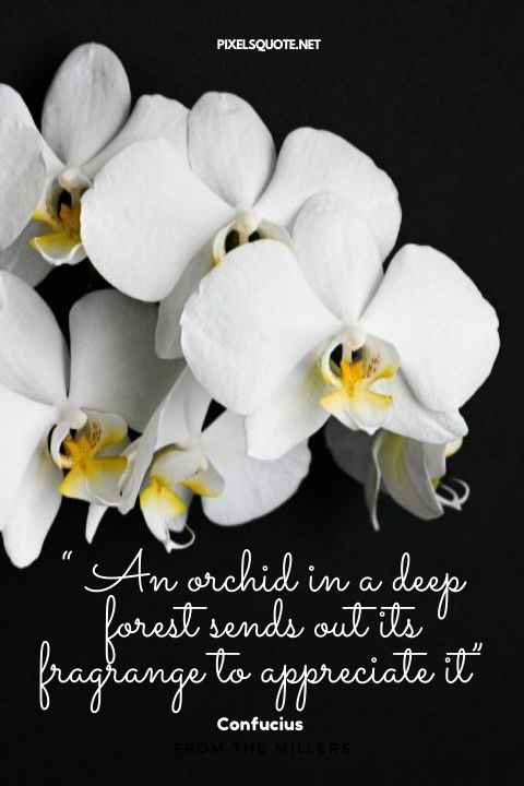 Orchid Quotes