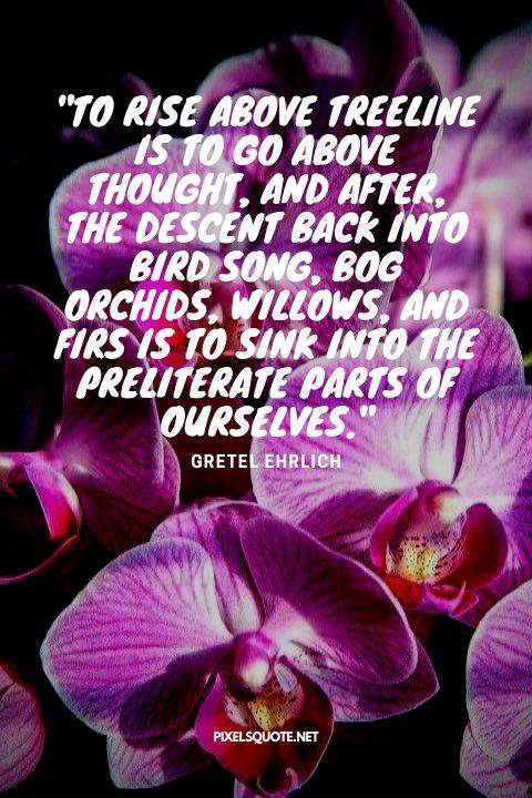 Orchid Flower Quotes.