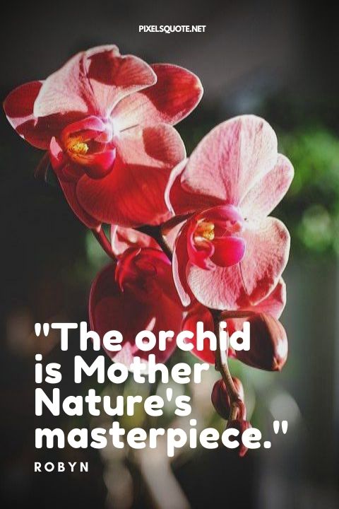 The orchid is Mother Nature's masterpiece.