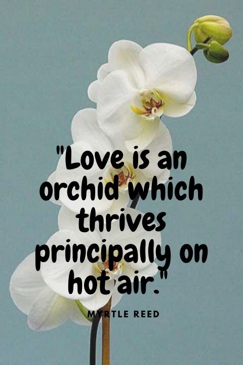 Love is an orchid which thrives principally on hot air.