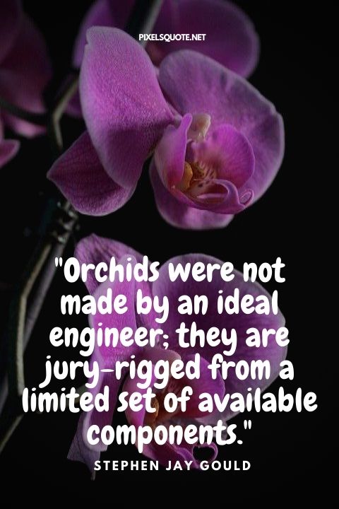 Orchids were not made by an ideal engineer; they are jury-rigged from a limited set of available components