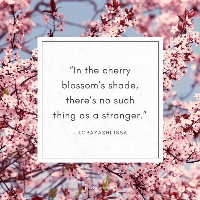 Pink Cherry Blossoms Quote.