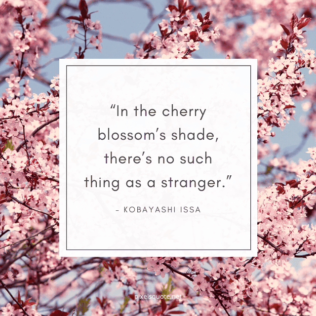 Cherry Blossom Quotes with Beautiful Images | PixelsQuote.Net