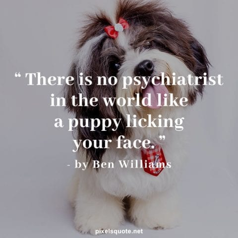 Puppy quote.