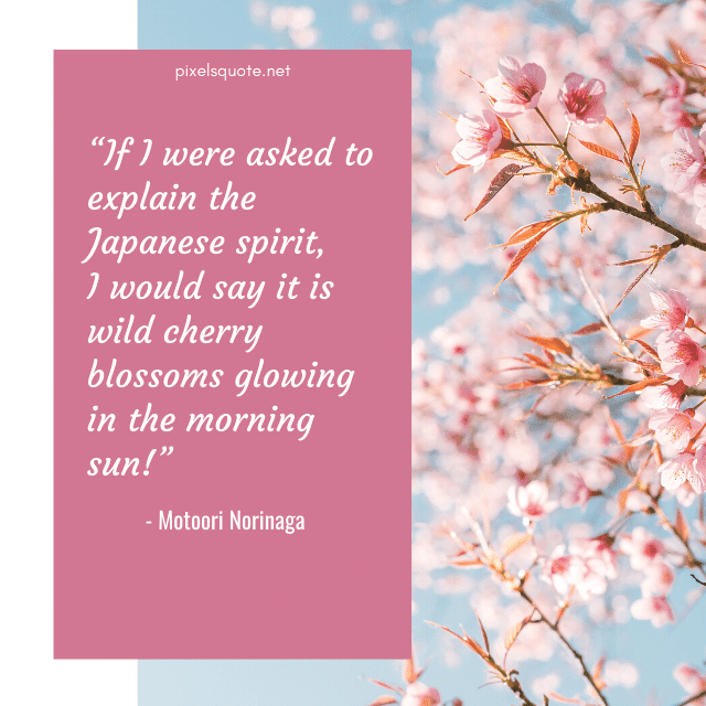 Quotes about Cherry Blossom.