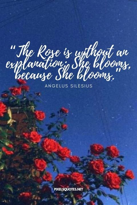 “The Rose is without an explanation; She blooms, because She blooms.” – Angelus Silesius