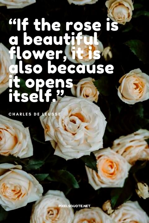 “If the rose is a beautiful flower, it is also because it opens itself.” – Charles De Leusse