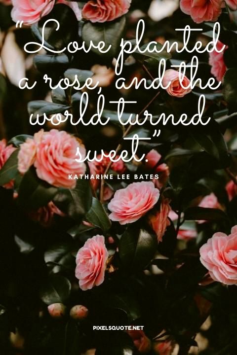 “Love planted a rose, and the world turned sweet.” – Katharine Lee Bates