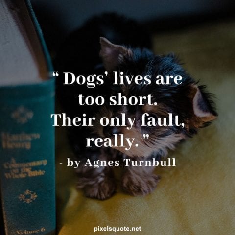 Short dog quote.