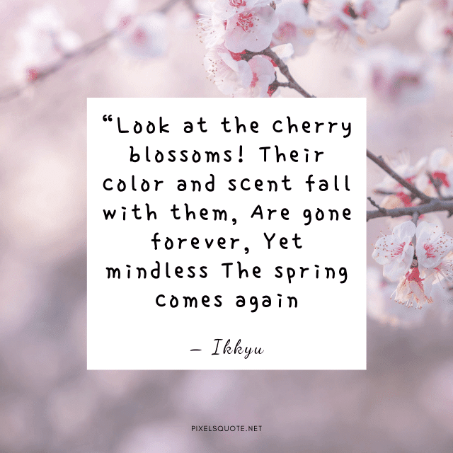 Spring Cherry blossoms quotes.