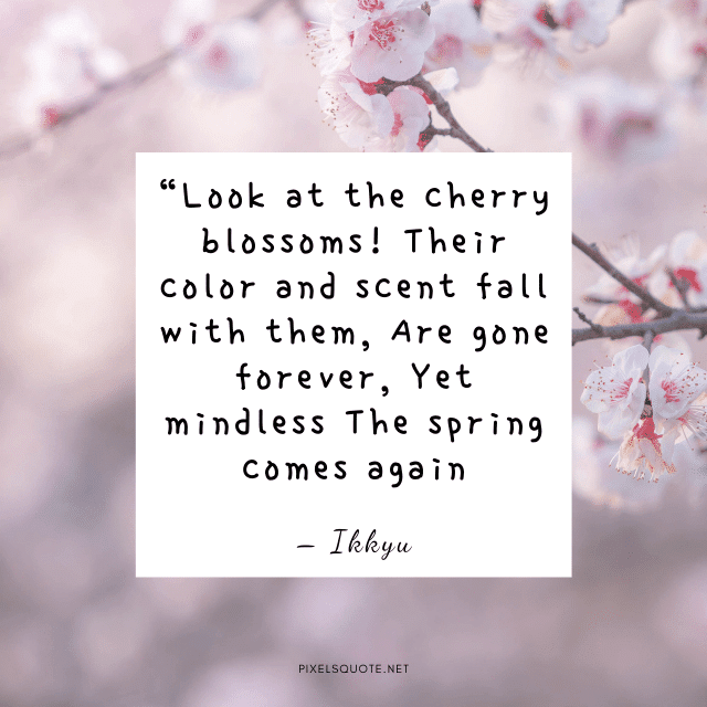 Cherry Blossom Quotes with Beautiful Images | PixelsQuote.Net