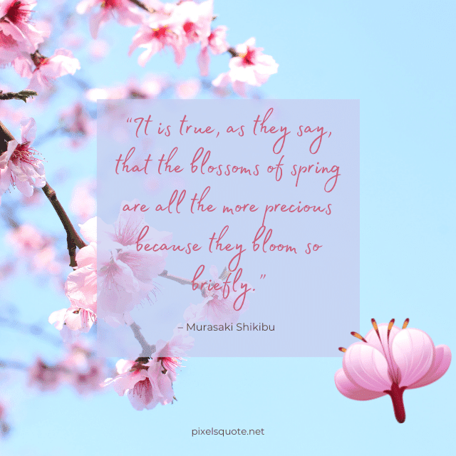 Spring Time Cherry Blossom.