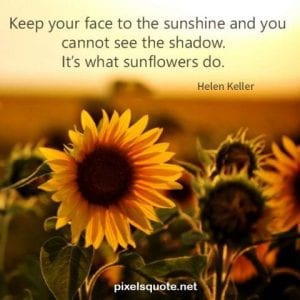 80 Sunflower Quotes with beautiful images | PixelsQuote.Net