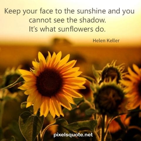 80 Sunflower Quotes With Beautiful Images Pixelsquote Net